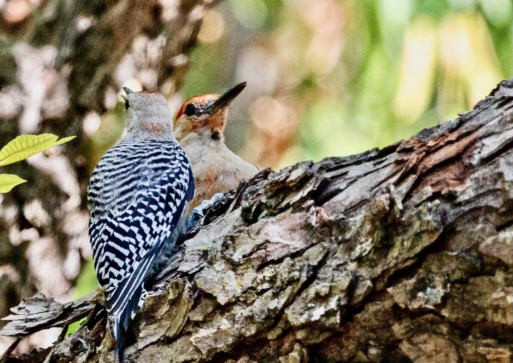 Red-bellied Woodpecker by mirsasha is licensed under CC BY-NC-ND 2.0